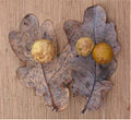 Gallnuts on oak leaves